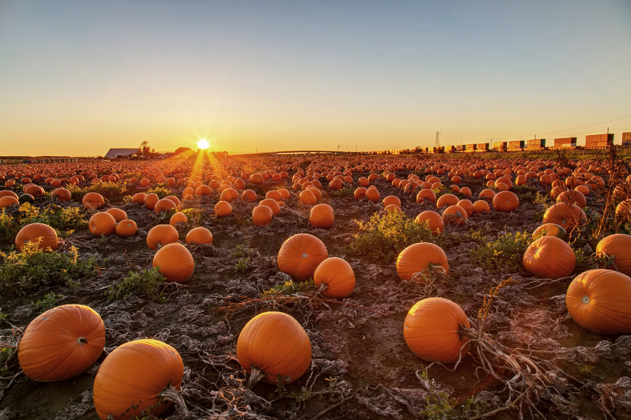 Pumpkin Patch